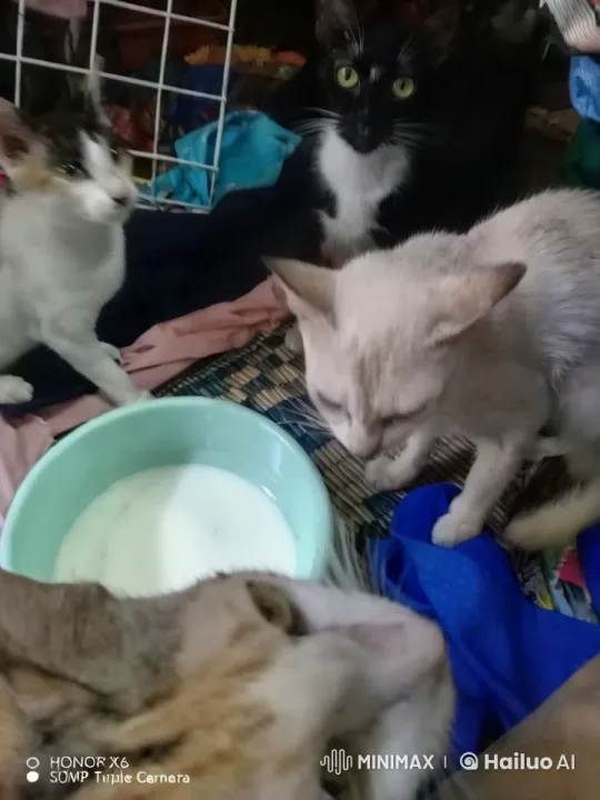 Cats Curiously Explore Peaceful Room Around Milk Bowl – AI Generated Video | Hailuo AI