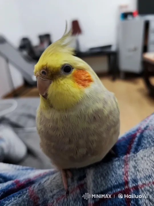 Cockatiel Enjoys Minecraft Pool in Live2D Animation – AI Generated Video | Hailuo AI