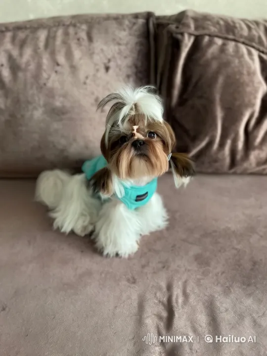 Cute Shih Tzu Approaches Camera on Couch – AI Generated Video | Hailuo AI