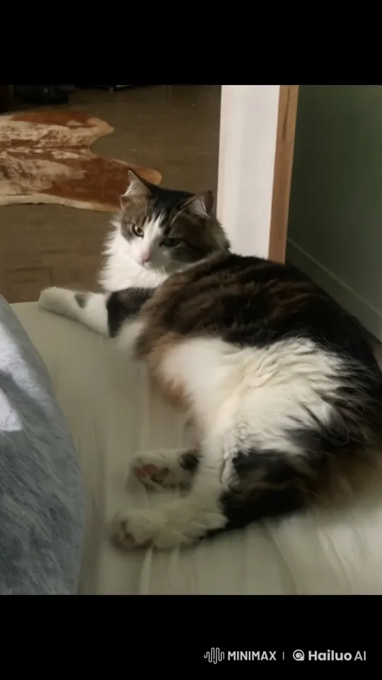 Fluffy Cat Skillfully Slices Orange in Cozy Bedroom – AI Generated Video | Hailuo AI