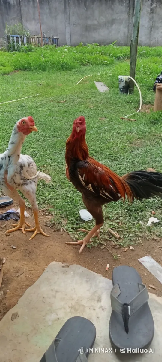 Epic Rooster Kung Fu Fight in Live2D Animation – AI Generated Video | Hailuo AI