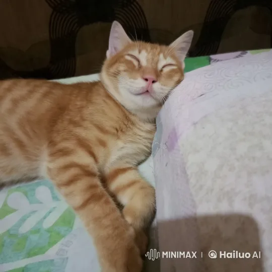 Adorable Orange Tabby Cat Wakes Up Gently – AI Generated Video | Hailuo AI