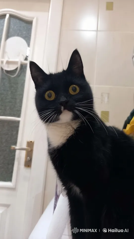 Curious Cat in Flight: Live2D Animation – AI Generated Video | Hailuo AI