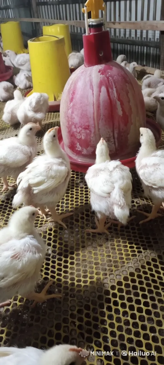 Chicks Practicing Kung Fu in Animated Live2D Video – AI Generated Video | Hailuo AI