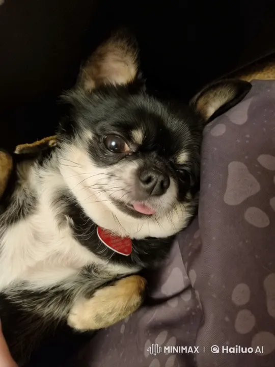 Calm and Cozy Live2D Video of a Resting Dog – AI Generated Video | Hailuo AI