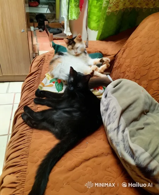 Cozy Cats Enjoy Soap Opera in Live2D Animation – AI Generated Video | Hailuo AI