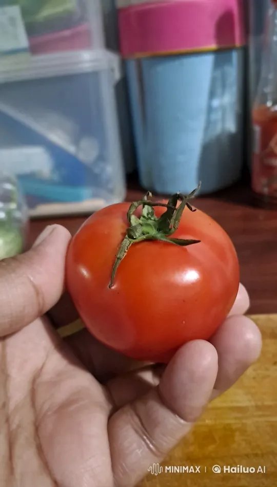 Hand Rotates Tomato in Kitchen with Curious Animal – AI Generated Video | Hailuo AI