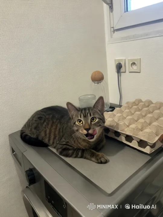 Cat Transforms into Dinosaur in Live2D Animation – AI Generated Video | Hailuo AI