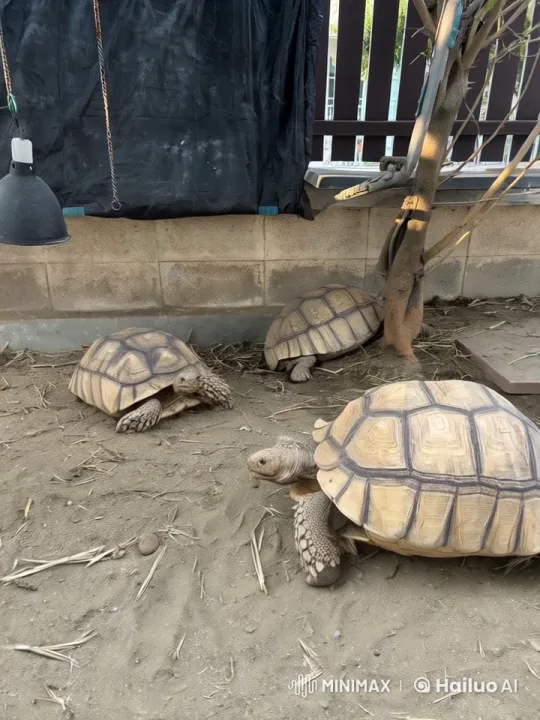 Tortoise Martial Artists Engage in Epic Kung Fu Battle – AI Generated Video | Hailuo AI