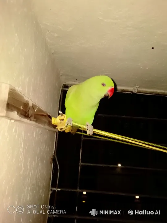 Live2D Animated Parrot: Dance, Flight, and Feast – AI Generated Video | Hailuo AI
