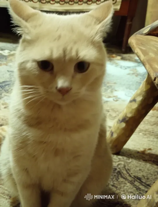 Beige Cat in Apron Does Chores with Live2D Animation – AI Generated Video | Hailuo AI