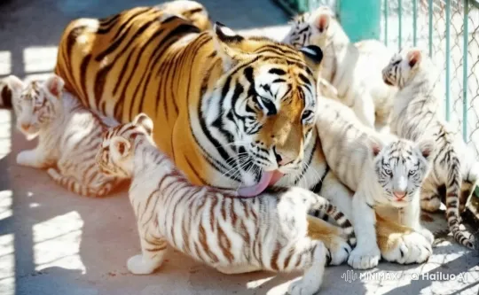 Tiger Family's Playful Bond in Live2D Animation – AI Generated Video | Hailuo AI