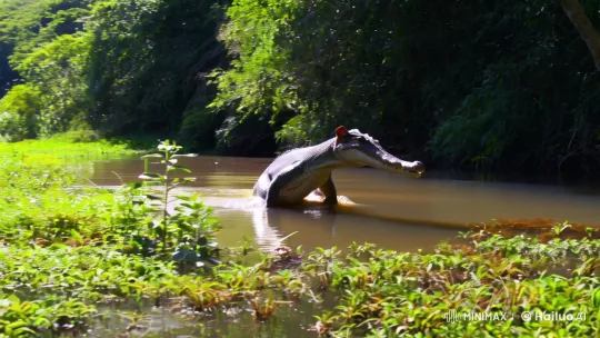 Surreal Hybrid Creature Hunts in Lush Undergrowth – AI Generated Video | Hailuo AI
