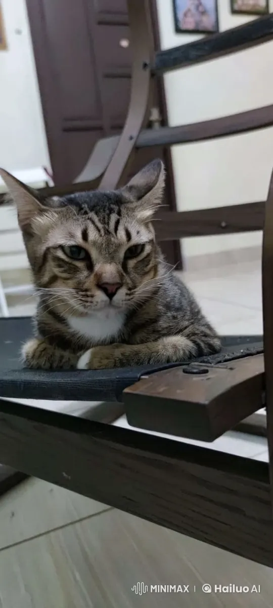 Tabby Cat Takes on Chores in Cozy Home Setting – AI Generated Video | Hailuo AI