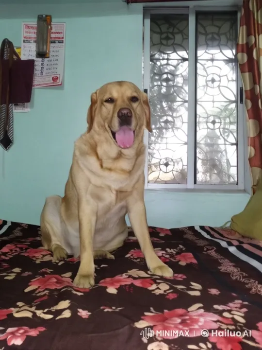 Golden Labrador Rescues Baby, Plays with Toddler in Animated Home – AI Generated Video | Hailuo AI
