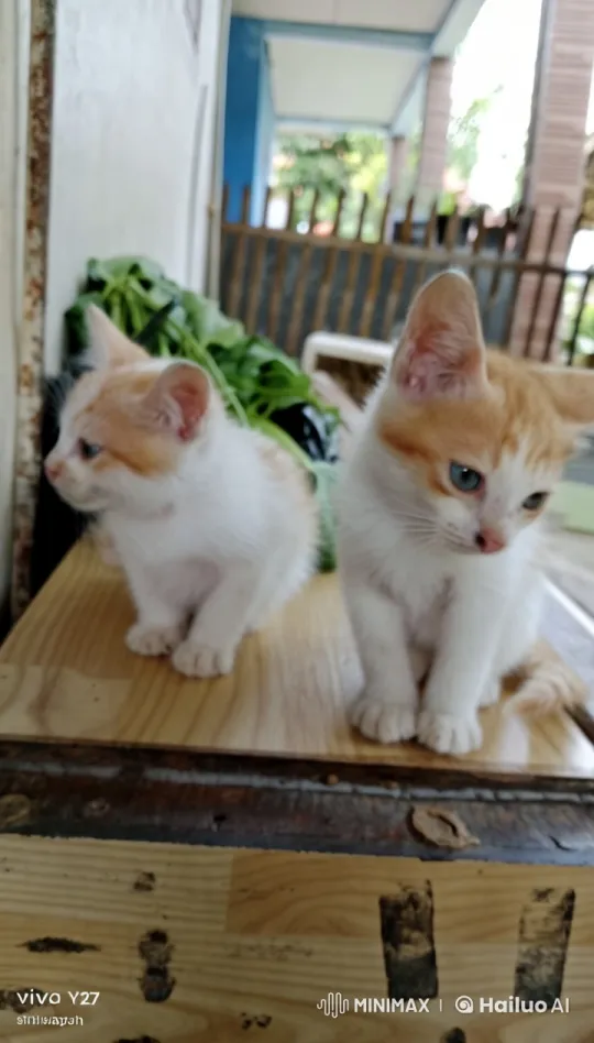 Cute Kittens Perform Playful Kungfu in Live2D Animation – AI Generated Video | Hailuo AI