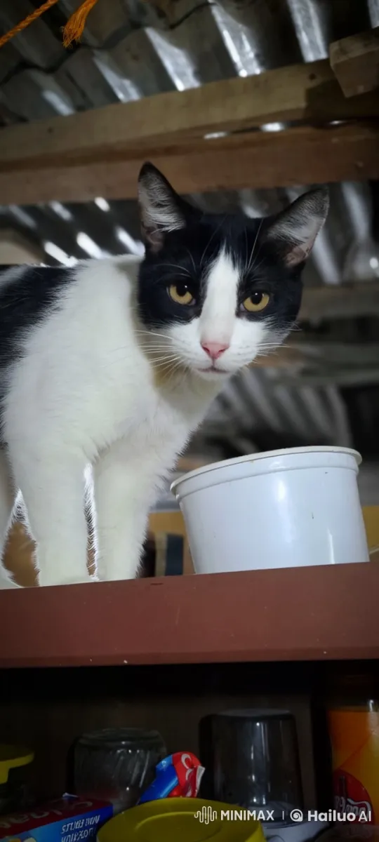 Cute Cat in Live2D Engages in Household Chores – AI Generated Video | Hailuo AI