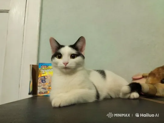 Animated Cat Dances Playfully with Gentle Punches – AI Generated Video | Hailuo AI