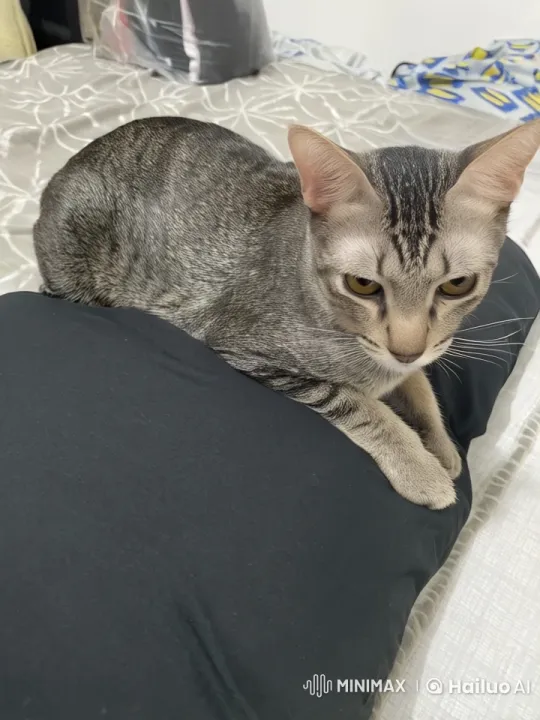 Tabby Cat Dancing and Boxing on Pillow – AI Generated Video | Hailuo AI