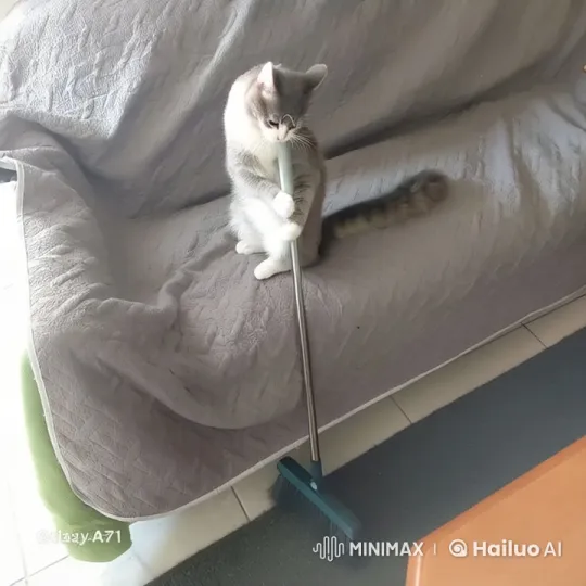 Charming Cat Playfully Sweeps Couch in Live2D Animation – AI Generated Video | Hailuo AI