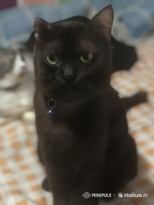 Black Cat Enacts Chores in Animated Live2D Bedroom Setting – AI Generated Video | Hailuo AI