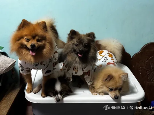 Adorable Dogs in Pajamas Perform Playful Acts – AI Generated Video | Hailuo AI