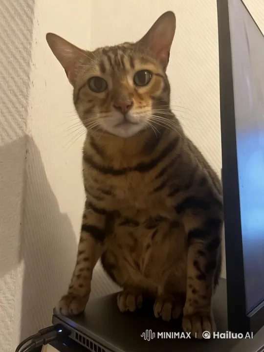 Bengal Cat Plays 'Rocket League' in Live2D Animation – AI Generated Video | Hailuo AI