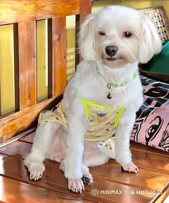 Adorable White Dog in Yellow Dress on Wooden Bench – AI Generated Video | Hailuo AI
