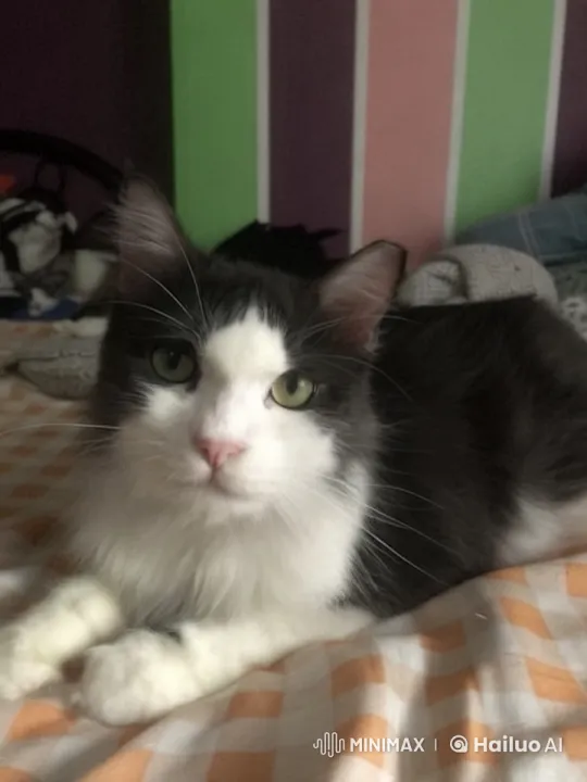 Fluffy Cat Floats Gracefully in Live2D Animation – AI Generated Video | Hailuo AI