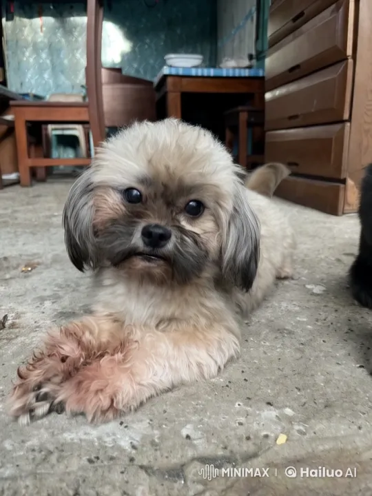 Fluffy Dog Showcases Boxing, Dance, and Kungfu Moves – AI Generated Video | Hailuo AI