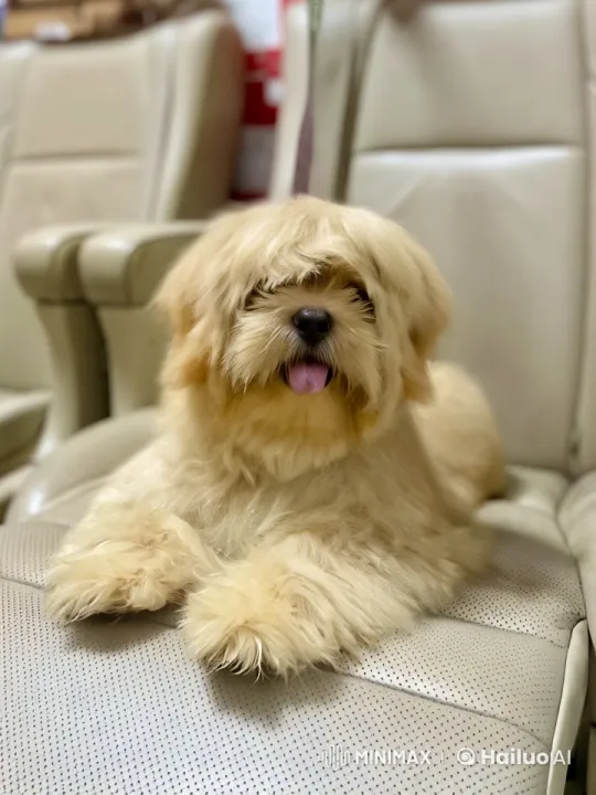 Fluffy Dog Shows Off Martial Arts Moves in Animated Short – AI Generated Video | Hailuo AI