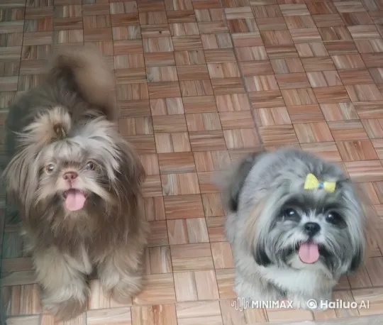 Fluffy Dogs Joyfully Dance in Live2D Animation – AI Generated Video | Hailuo AI