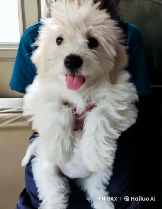Joyful White Puppy Wiggles in Gentle Light – AI Generated Video | Hailuo AI