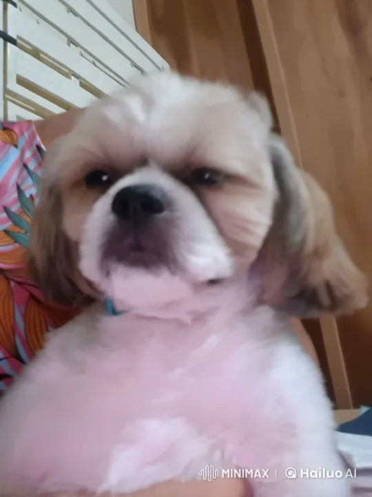 Fluffy Shih Tzu Puppy Shows Off in Live2D Animation – AI Generated Video | Hailuo AI