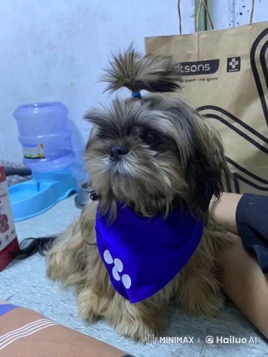 Fluffy Dog Dances Playfully in Live2D Animation – AI Generated Video | Hailuo AI