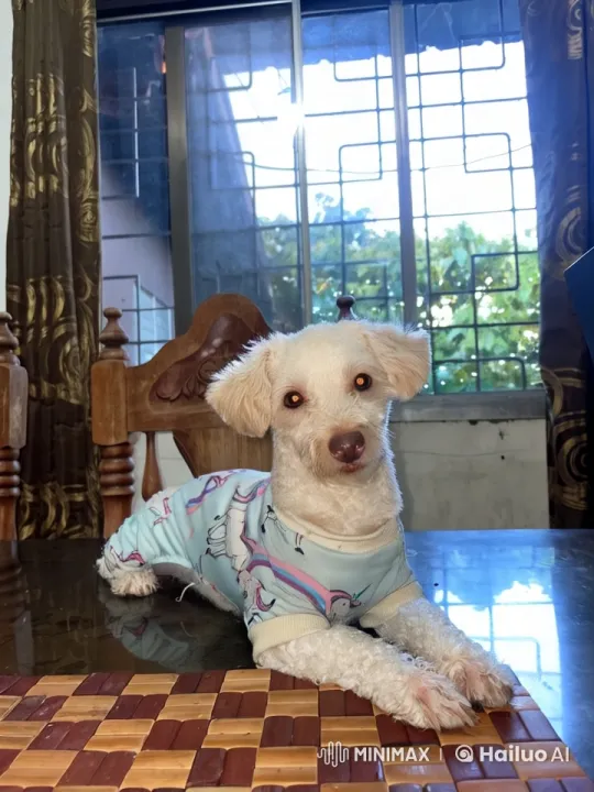 Cute Dog in Onesie Playfully Punches Air – AI Generated Video | Hailuo AI