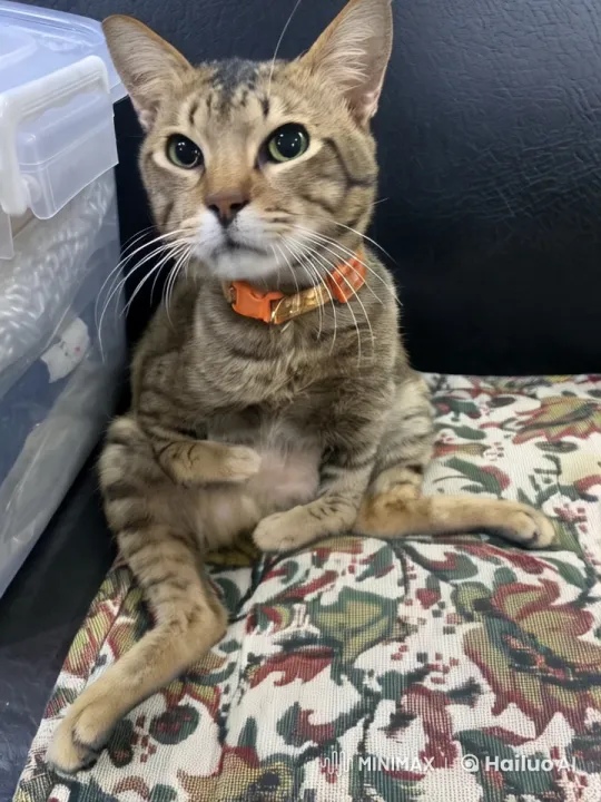 Animated Cat Dance on Patterned Mat – AI Generated Video | Hailuo AI