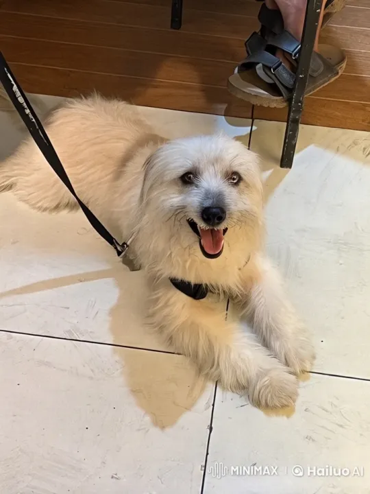 Fluffy Dog Showcases Playful and Kung Fu Moves – AI Generated Video | Hailuo AI