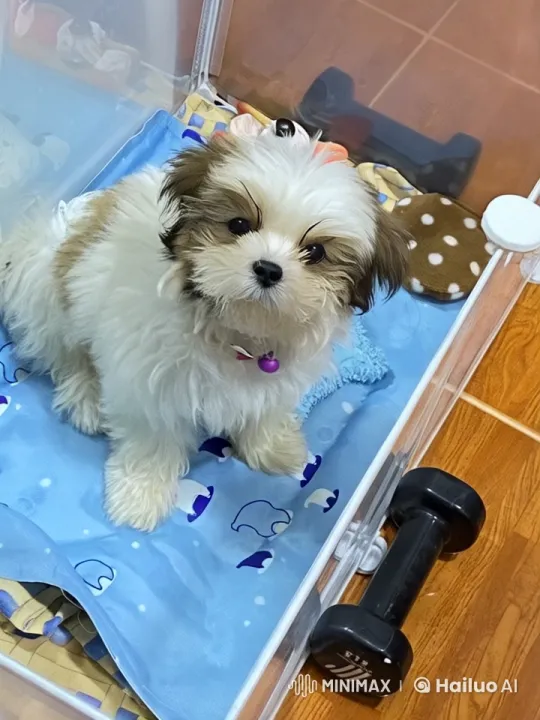 Adorable Puppy Dances in Live2D Animated Scene – AI Generated Video | Hailuo AI