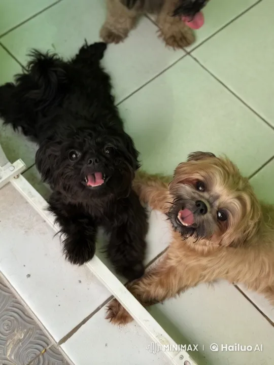 Cute Dogs Joyfully Dancing in Live2D Animation – AI Generated Video | Hailuo AI
