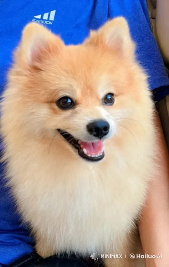 Adorable Pomeranian Enthusiastically Singing – AI Generated Video | Hailuo AI