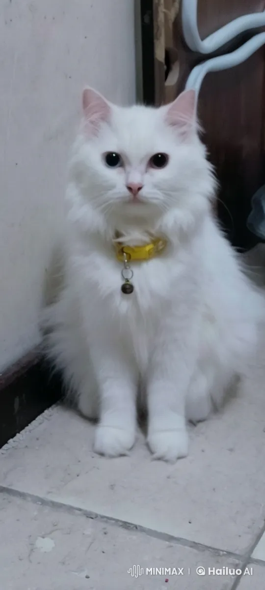 Fluffy Cat Dances with Heterochromatic Eyes – AI Generated Video | Hailuo AI