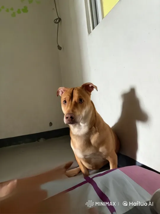 Dog Mimics Boxing and Dance in Animated Short – AI Generated Video | Hailuo AI