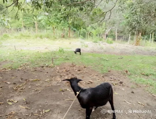 Goats Dance Gracefully in Pastoral Kung Fu Display – AI Generated Video | Hailuo AI