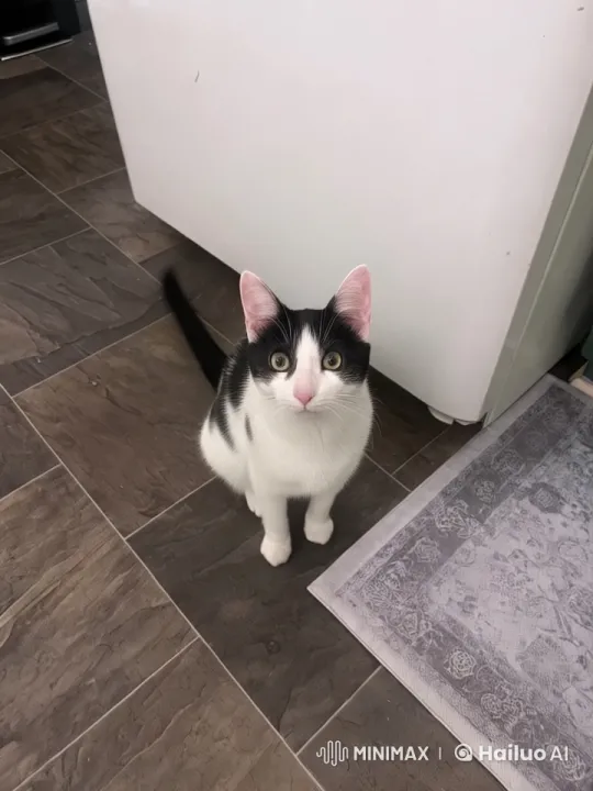 Live2D Animated Cat Shows Off Kung Fu Skills – AI Generated Video | Hailuo AI