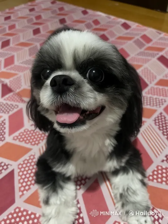 Shih Tzu Dog Showcases Playful Kungfu in Live2D Animation – AI Generated Video | Hailuo AI