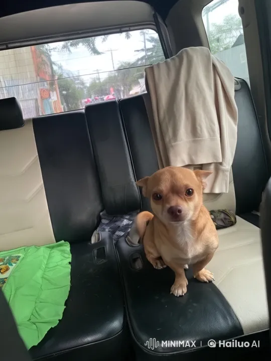 Animated Dog Dances and Practices Kungfu in Car Interior – AI Generated Video | Hailuo AI