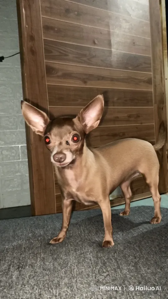 Animated Chihuahua Showcases Agility with Dance and Kungfu Moves – AI Generated Video | Hailuo AI