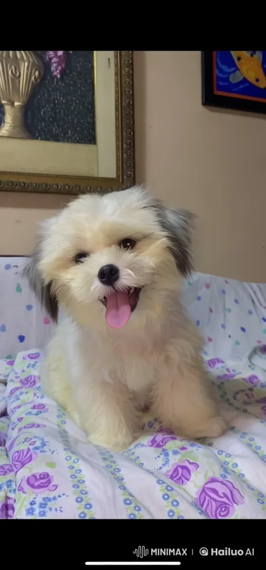 Adorable Dog Showcases Playful Moves in Live2D Animation – AI Generated Video | Hailuo AI