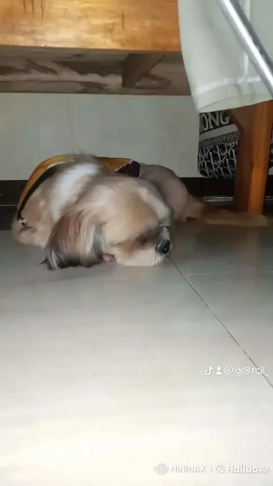 Animated Dog Performs Playful Dance Under Table – AI Generated Video | Hailuo AI